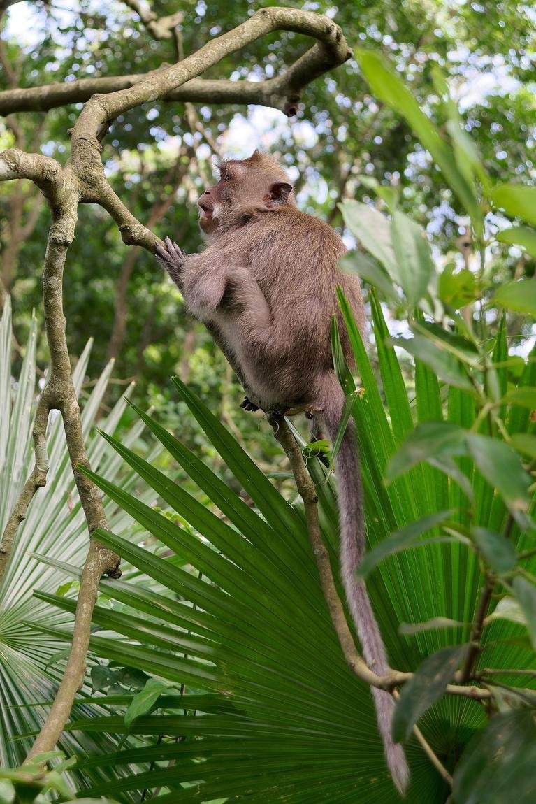 Sacred Monkey Forest