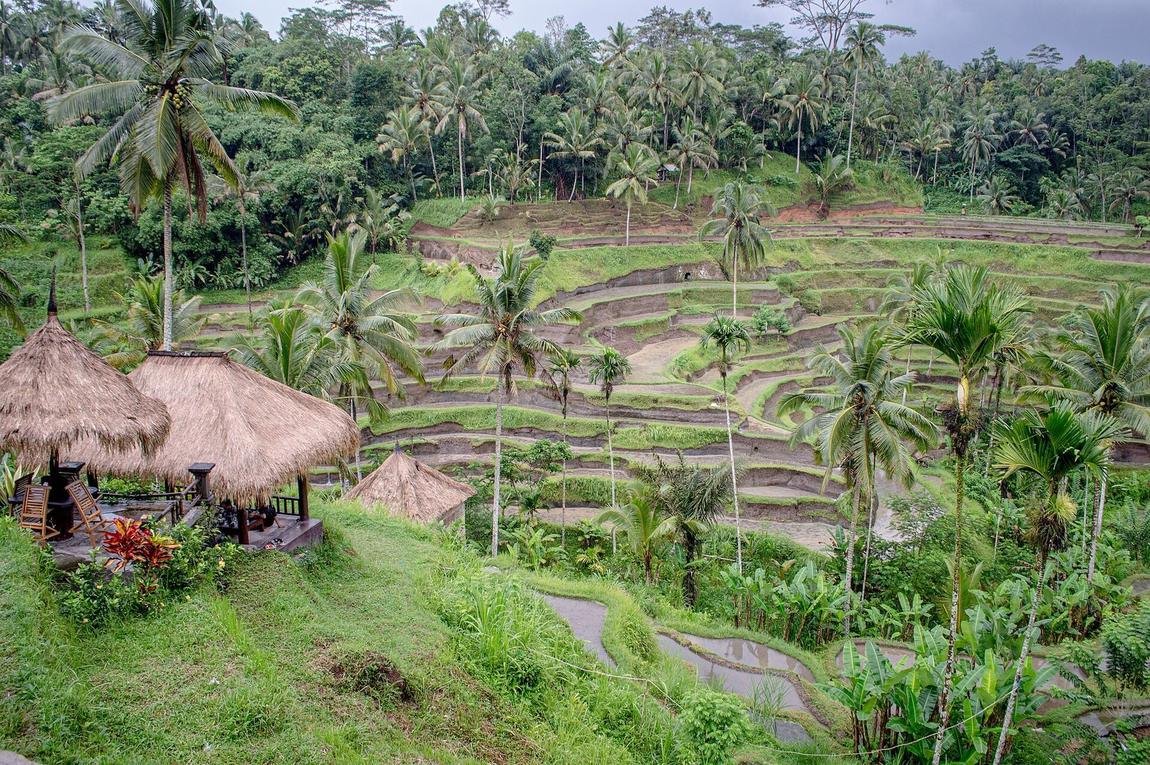 Tegallalang Rice Terraces